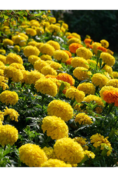 Gardenbox Videolu Karışık Renk Kadife Çiçeği Fidesi Fidanı 30 Adet Tüplü 5-15...