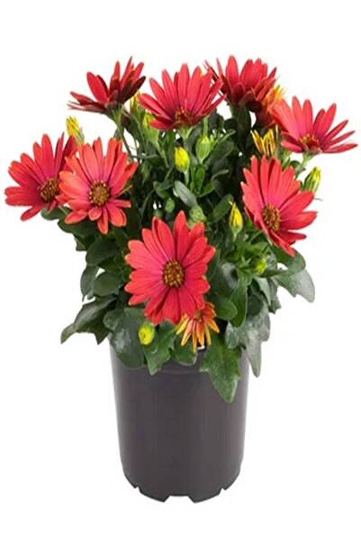 Nura Botanik Videolu Kırmızı Bodrum Papatyası Çiçeği Fidanı 20-35 Cm Saksılı ...