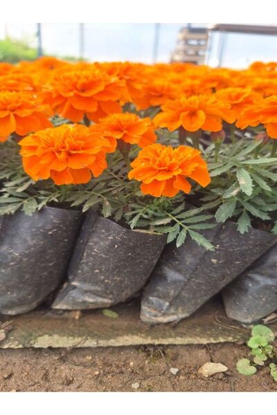 Nura Botanik Mis Kokulu Turuncu Renk Çıtır Kadife Çiçeği (5-20 Cm)3 Adet Tüpl...