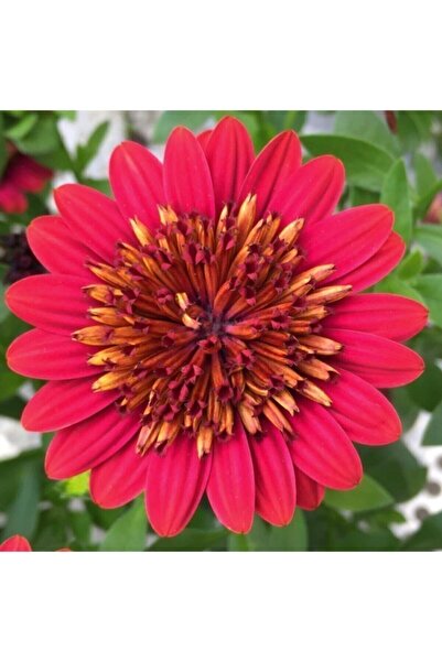 Gardenbox Videolu Kırmızı Katlı Bodrum Papatyası Çiçeği 1 Adet Saksılı 20-40 ...