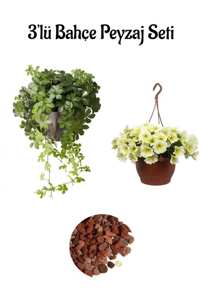 Nura Botanik Amerikan Sarmaşığı(40-60Cm)+Sarı Petunya(20-30Cm)+2lt Curf Dekor...