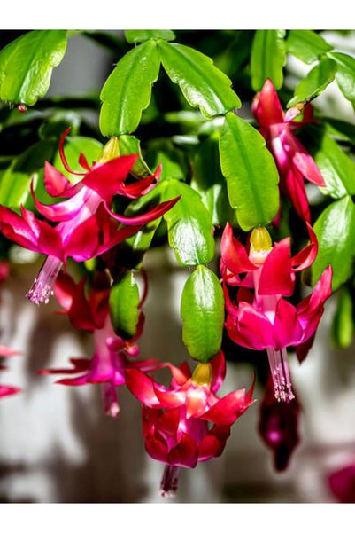 Gardenbox Videolu Yılbaşı Çiçeği 1 Adet Saksılı 5-15 Cm Iç Mekan Salon Bitkisi (SCHLUMBERGERA)
