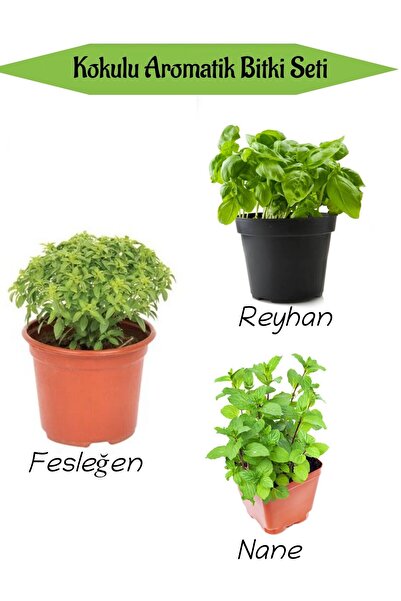 Nura Botanik Aromatik KOKULU Mutfak Seti Fesleğen Fidanı+Reyahan Fidesi+Nane ...