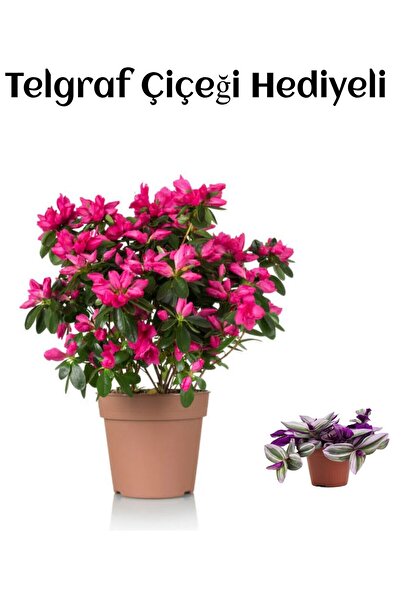 Nura Botanik Kadınlar Gününe Özel Pembe Çiçekli Açelya Çiçeği Telgraf Hediyeli