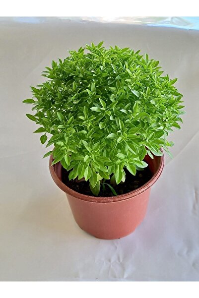 Gardenbox Serada Decor&plant Saksıda Kokulu Canlı Fesleğen