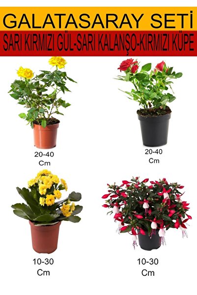 Gardenbox 4'Lü Takım Seti Sarı- Kırmızı Gül+ Sarı Kalanşo+ Kırmızı Küpeli Çiçeği