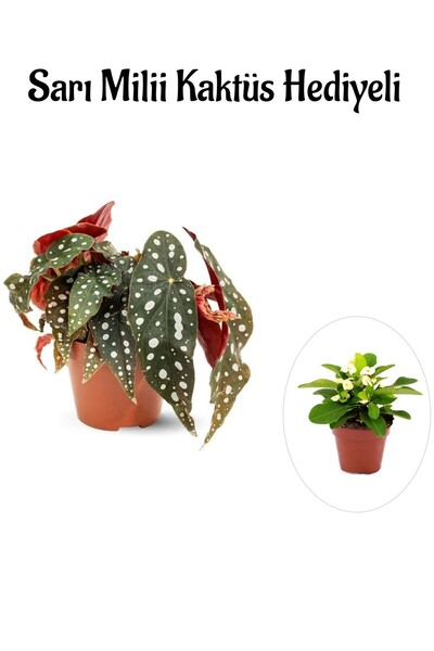 Gardenbox Sevgililer Gününe Özel Hediyelik Çilli Begonya Çiçeği Sarı Milli Ka...