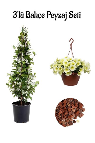 Gardenbox Arap Yasemin(40-80Cm)+Sarı Petunya (20-30Cm)+2lt Curf Dekoratif Taş...