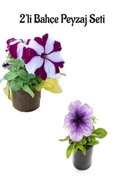 Nura Botanik Bodro Beyaz Petunya(10-20Cm)+Açık Mor Petunya (10-20Cm) 2'li Bah...