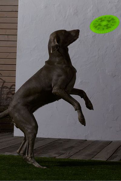 Tchibo Dog Throwing Disc, Yellow