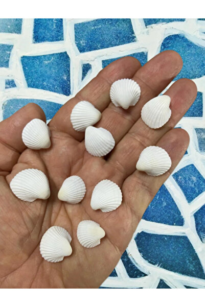 izmir Bitpazarı Dekoratif Gerçek Ithal Deniz Kabukları - 50gr - / Kına / Hedi...