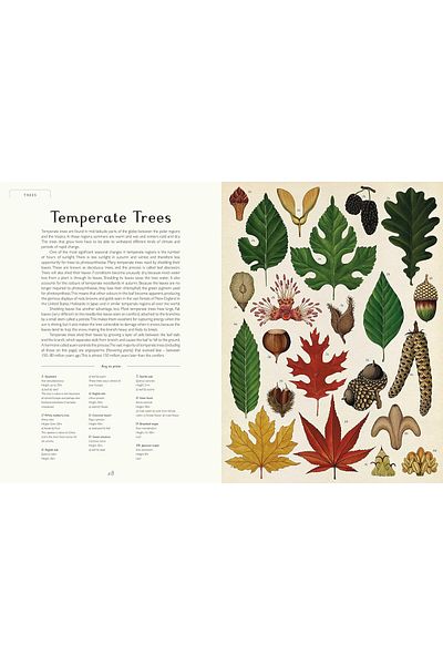 Big Picture Press Botanicum - English Children's Encyclopedia