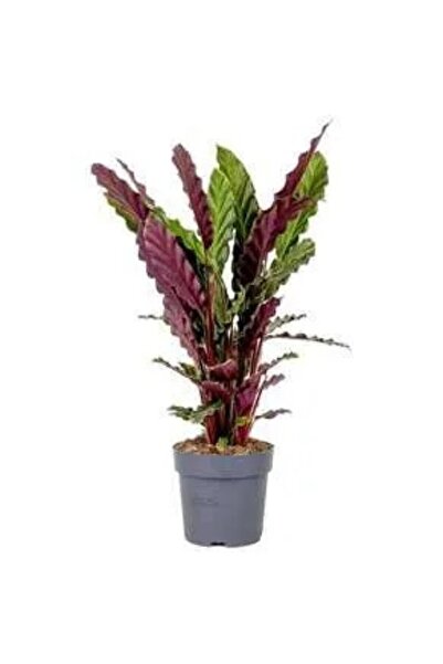 The Best Online Thebestonline Calathea Rufibarba Wavestar - Kalatya Dua Çiçeğ...