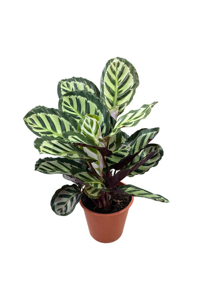 Betonish Calathea Roseopicta (Dua Çiçeği)