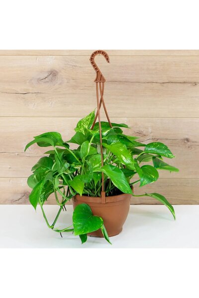 The Best Online Thebestonline Salon Sarmaşığı, Pothos Çiçeği, Patos Çiçeği, Canlı Bitki