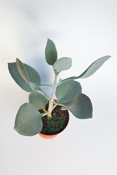 Toptan Kaktüs Kalanchoe Bracteata (Hildebrandtii) gümüş kaşık sukulent