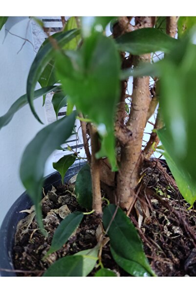 Genel Markalar Benjamin Bitkisi Salon Bitkisi