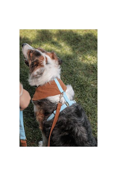 GoPawGo Rocco Soft Dog Chest Collar Set