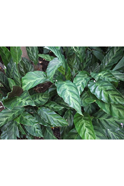 Mimoza Calathea Louisae Dua Çiçeği 10-20 cm