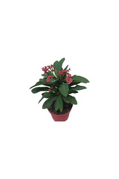 Mimoza Ebruli Dikenler Tacı Japon Iğnesi Euphorbia Milii 10-20 cm