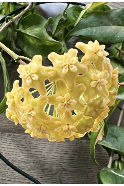 PLANT Hoya Kenejiana Variegata Mum Çiçeği