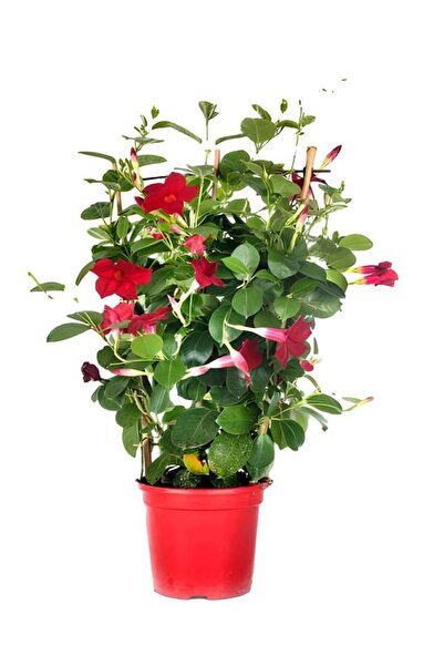 serada decor & plant Kokulu Kırmızı Renk Mandevilla Sarmaşığı Sevgililer Günü...