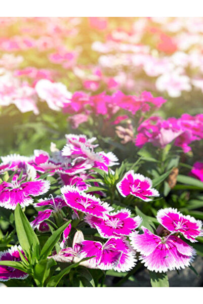 serada decor & plant Videolu Öğretmenler Gününe Özel Hüsnüyusuf Hediyeli Begonvil 30 40cm 1adet Saksılı Bougainvillea