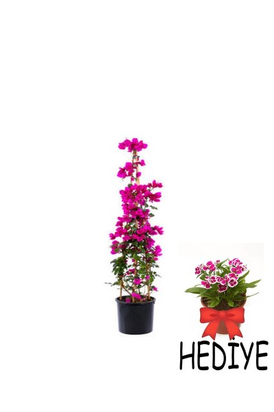 serada decor & plant Videolu Öğretmenler Gününe Özel Hüsnüyusuf Hediyeli Begonvil 30 40cm 1adet Saksılı Bougainvillea