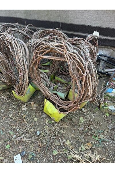 ASES 5 YAŞ ,5-7 M BOYUNDA ÇEKİRDEKSİZ SULTANİYE ÜZÜM FİDANI