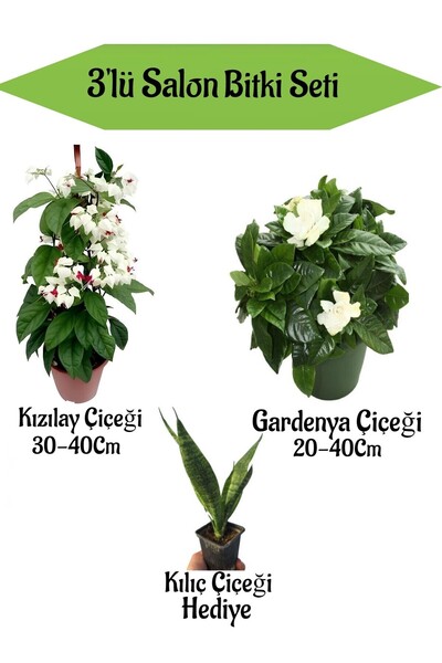 Nura Botanik Kızılay Çiçeği+ Beyaz Gardenya+ Hediyelik Kılıç Bitkisi