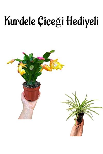 serada decor & plant Hediyelik Sarı Renk Yılbaşı Çiçeği Sevgililer Gününe Öze...