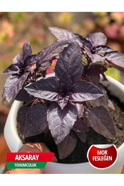 AKSARAY TOHUMCULUK Mor Fesleğen Tohumu 150 Adet Tohum Aksaray Tohumculuk