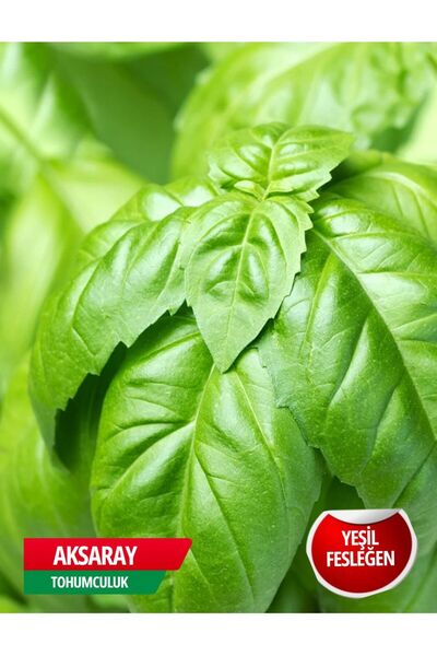 AKSARAY TOHUMCULUK Yeşil Fesleğen Tohumu 150 Adet Tohum Aksaray Tohumculuk