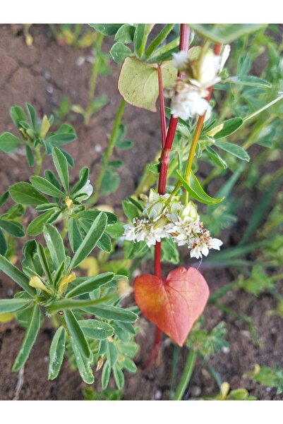 SİYEZ ÇİFTLİĞİ Glutensiz Karabuğday Çiğ Greçka Unu Taş Değirmen Tam Buğday 1kg