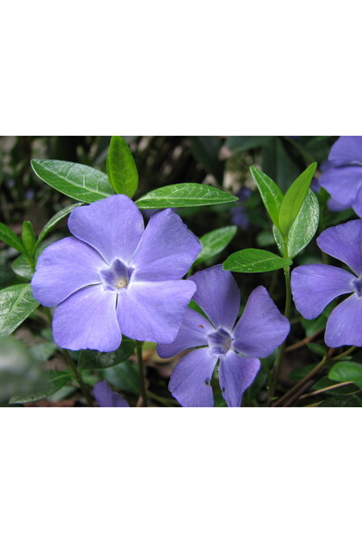 Çiçek Cezayir Menekşesi Fidanı 40-60 Cm Mor