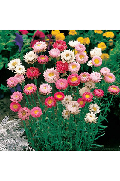 50+ Adet Strawflower- Ölümsüz Çiçek Tohumu - Katmerli Çiçekli
