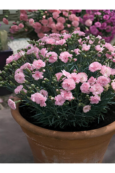 Bitkim Sende Yoğun Kokulu Şeker Pembe Karanfil Çiçeği Bodur Tür 15-25cm Pink ...