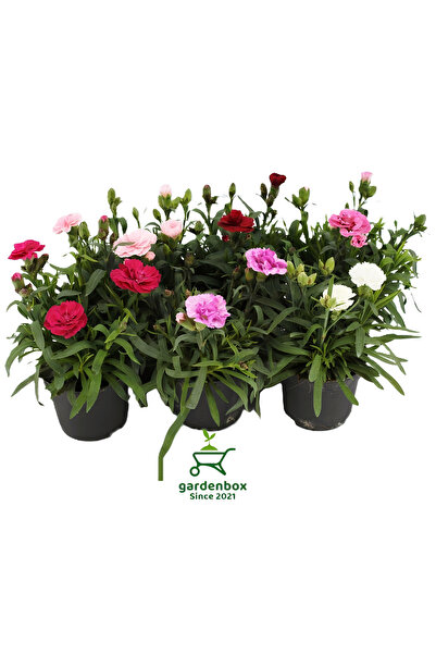 Bitkim Sende Mis Kokulu Karanfil Çiçeği Kırmızı-Pembe-Beyaz 3 Adet Saksılı Bo...