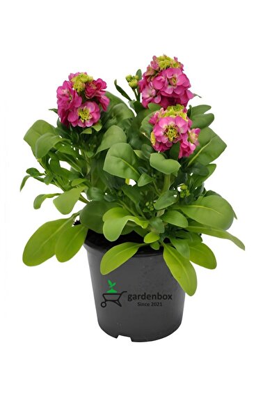 Nura Botanik Dolgun Formlu Pembe Renk Kokulu Şebboy Çiçeği 3 Köklü 15-30CM Sa...