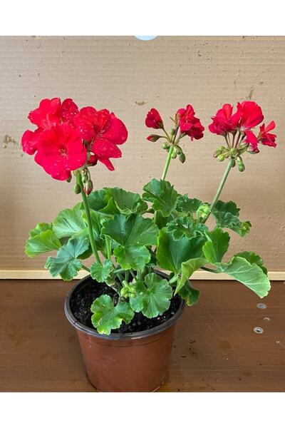 LOBELYA TOHUMCULUK Kırmızı Renkli Sardunya Çiçeği Fidanı Saksılı