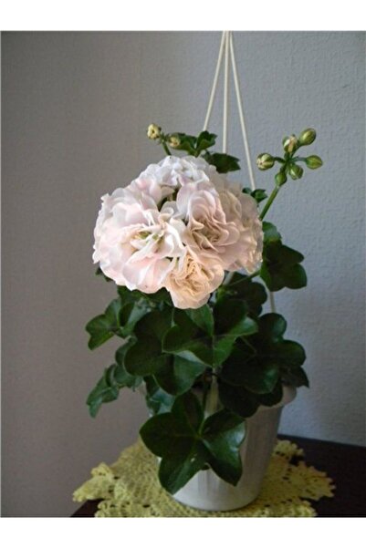 LOBELYA TOHUMCULUK 10 Adet Beyaz Renkli Gül Sardunya Çiçeği Tohumu