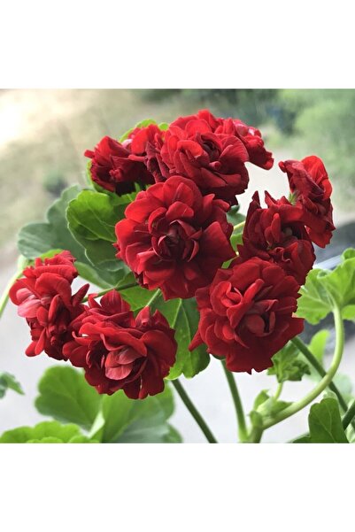 LOBELYA TOHUMCULUK 10 Adet Koyu Kırmızı Renkli Gül Sardunya Çiçeği Tohumu