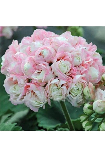 LOBELYA TOHUMCULUK 10 Adet Pudra Renkli Gül Sardunya Çiçeği Tohumu