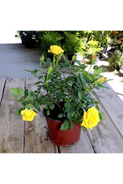 ASES 8 Litre Saksıda Sarı Gül Fidanı