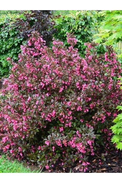 fidanistanbul Kırmızı Yapraklı Gelin Tacı Weigela florida Alexandra 40 cm