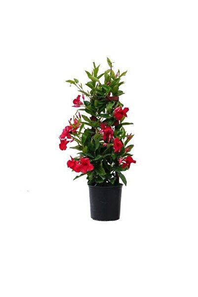 Mandevilla Sarmaşığı Dipladenia Splendens Saksıda