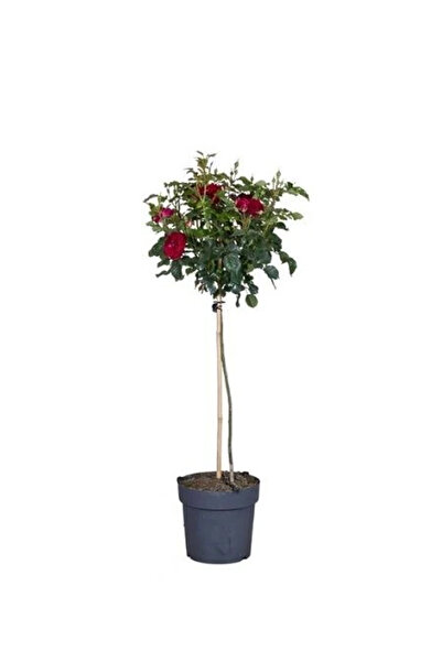 fidanistanbul Baston Gül Fidanı Kırmızı Rosa ad alberello Red 120 cm Saksıda