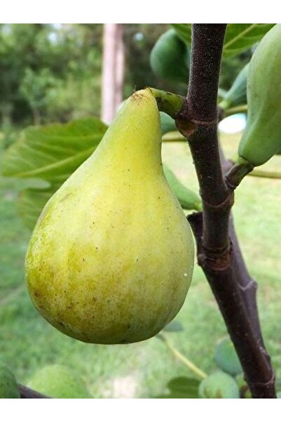 fidanistanbul İncir Fidanı Beyaz Orak 3 Yaş 100 cm Saksıda