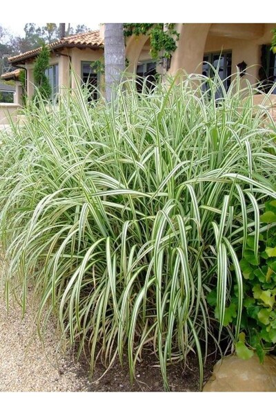fidanistanbul Alacalı Çin Kılıçotu Miscanthus sinensis Zebrinus Saksıda