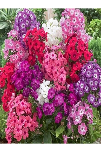 fidanistanbul Alev Çiçeği Alto Karışık Renk Çiçek Tohumu 340 Adet